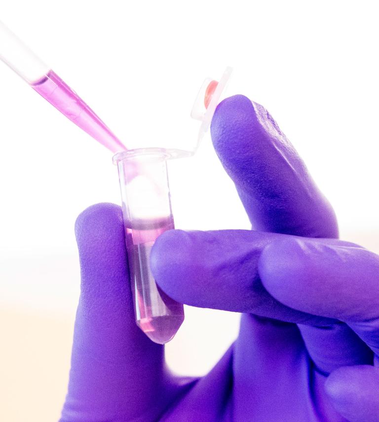 Purple liquid being added to a vial using a pipette